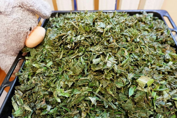 Способы заготовки и употребления иван-чая – готовим напиток для укрепления здоровья